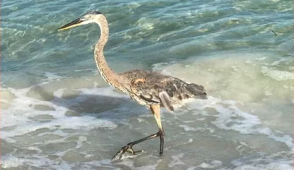 Photo of Others in Capri Isle