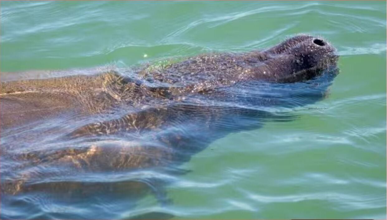 Photo of Others in Capri Isle