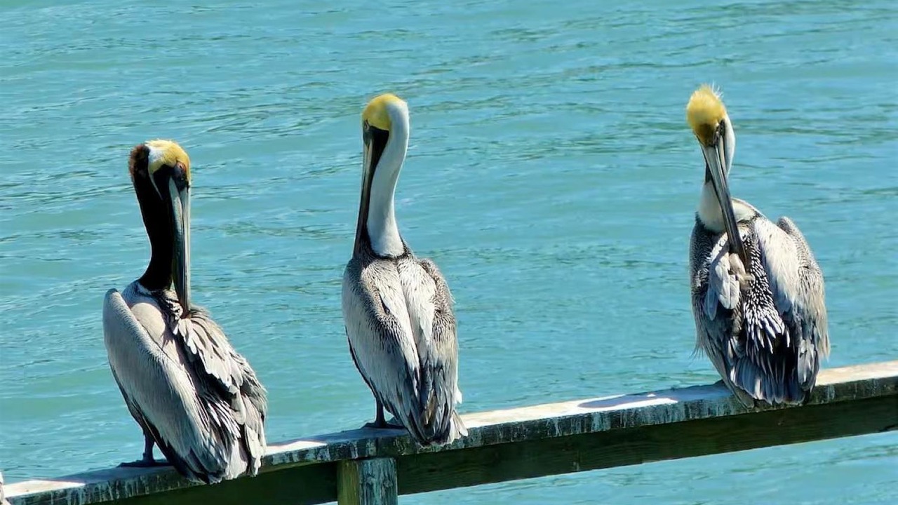 Photo of Others in Redington Shores