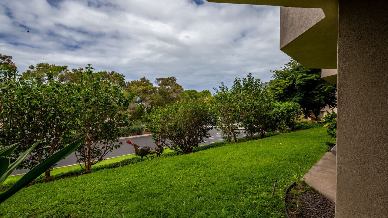 Photo of Outdoor in Waikoloa Village