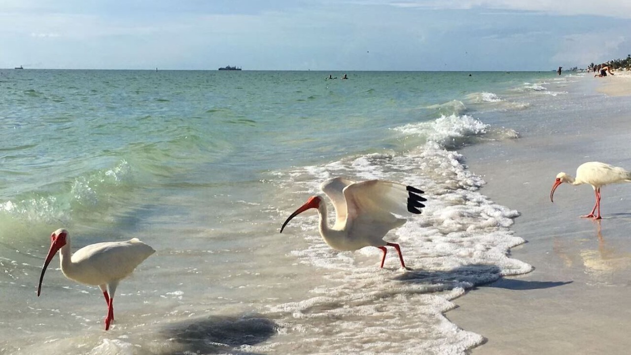 Photo of Others in Clearwater