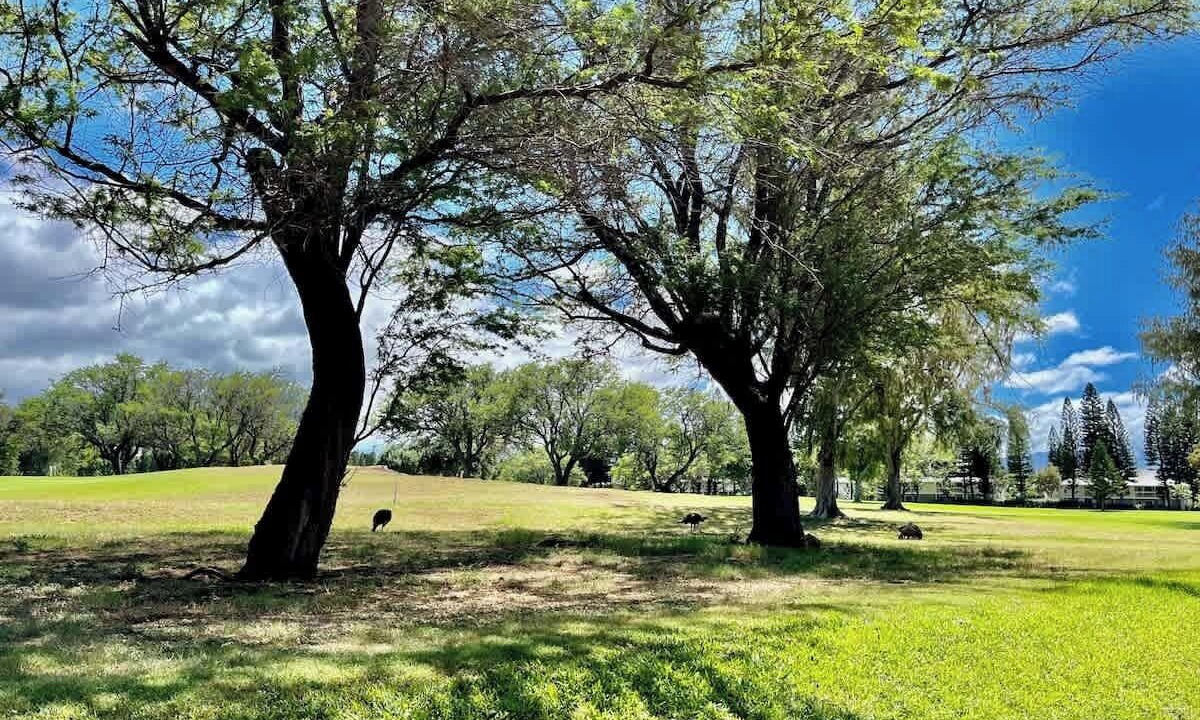 Photo of Others in Waikoloa Village