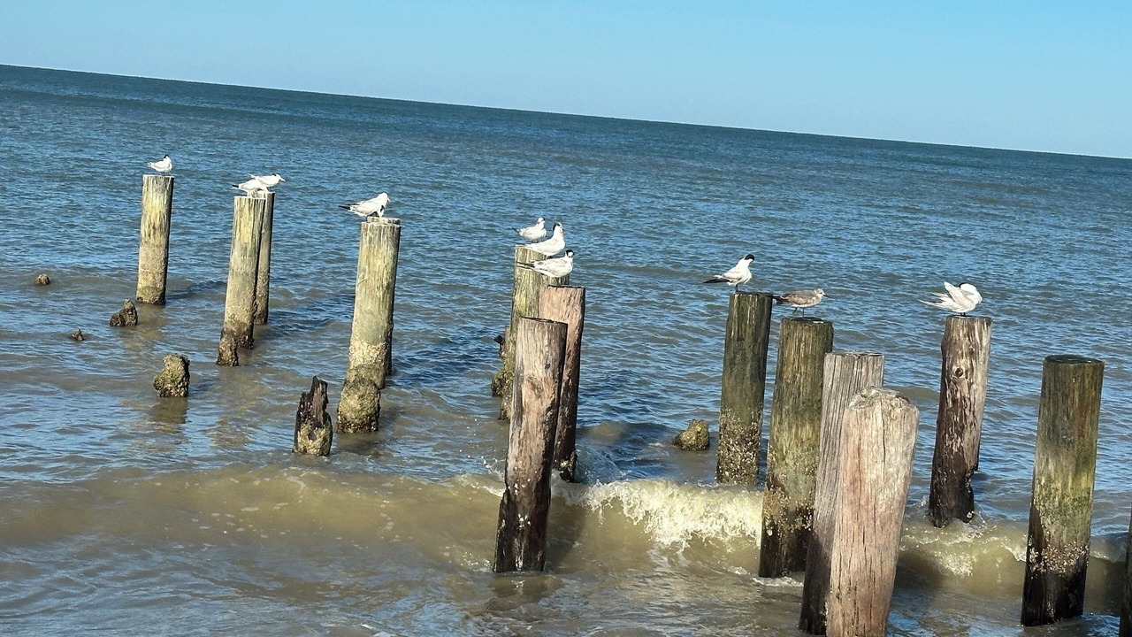 Photo of Others in Bonita Shores