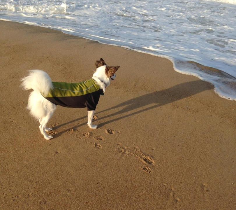 Photo of Others in Rehoboth Beach